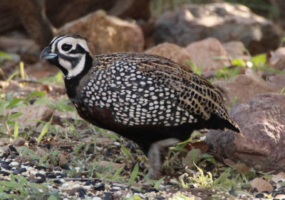 Montezuma Quail; male