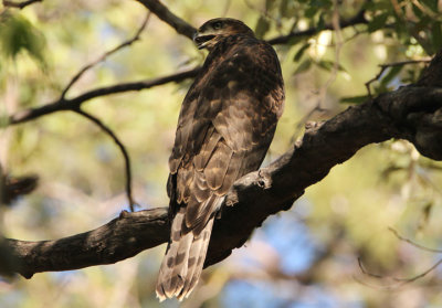 American Goshawk; juvenile