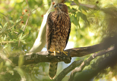 American Goshawk; juvenile