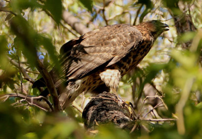 American Goshawk; juvenile