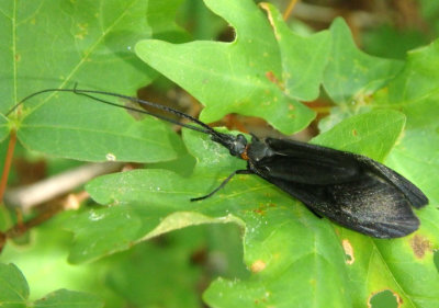 Phylloicus mexicanus; Caddisfly species