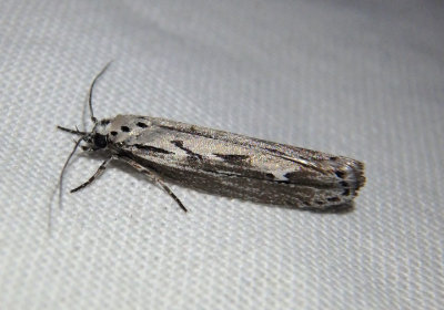 0981 - Ethmia semitenebrella; Twirler Moth species