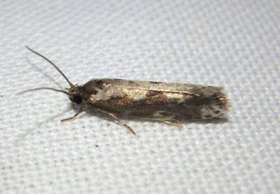 1005 - Ethmia hodgesella; Twirler Moth species