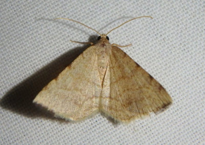6423 - Taeniogramma octolineata; Geometrid Moth species