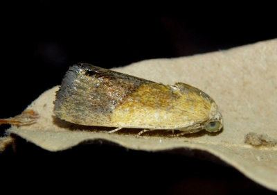 9084 - Ponometia bicolorata; Bird Dropping Moth species