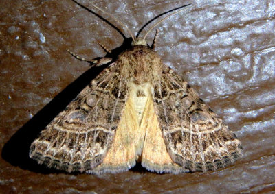 11134.3 - Schinia mexicana; Flower Moth species