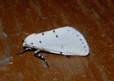 11215 - Grotella sampita; Owlet Moth species