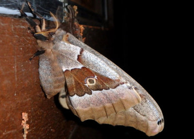 7757.1 - Antheraea oculea; Western Polyphemus Moth; female