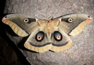 7757.1 - Antheraea oculea; Western Polyphemus Moth; female