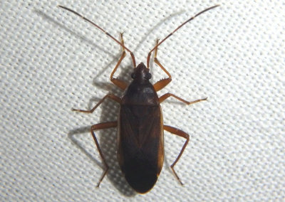 Balboa ampliata; Dirt-colored Seed Bug species