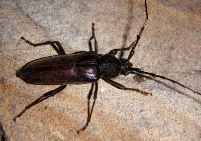 Enaphalodes seminitidus; Long-horned Beetle species