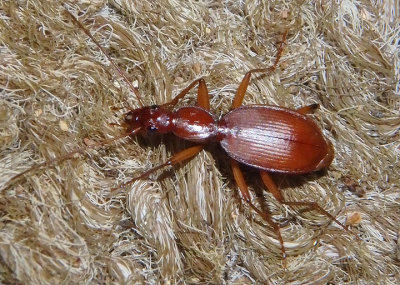 Rhadine Ground Beetle species