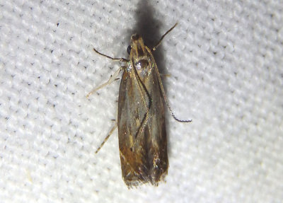 1690 - Isophrictis anteliella; Twirler Moth species