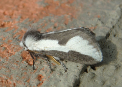 4648 - Norape tenera; Mesquite Stinger Moth