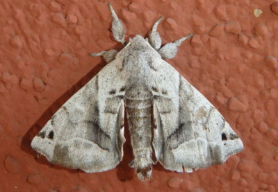 7664 - Apatelodes pudefacta; Pudefacted Apatelodes Moth