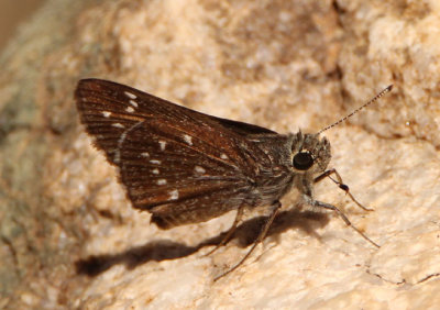 Amblyscirtes exoteria; Large Roadside-Skipper