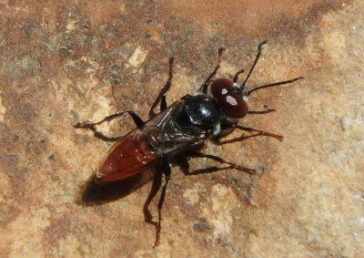 Astata Apoid Wasp species; male
