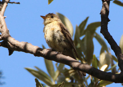 Buff-breasted Flycatcher