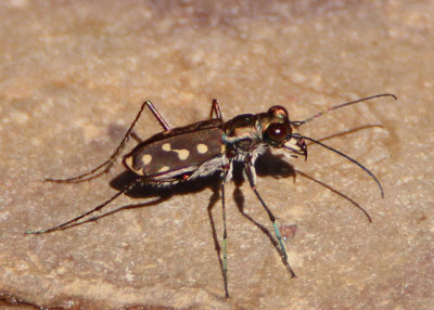Cicindelidia sedecimpunctata; Western Red-bellied Tiger Beetle