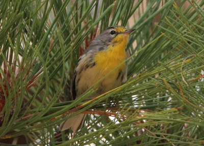 Grace's Warbler