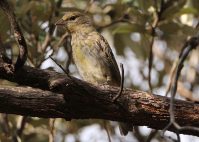 Hepatic Tanager; juvenile