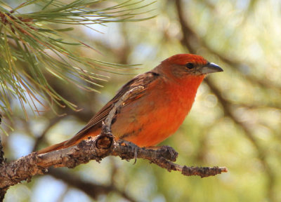 Hepatic Tanager; male