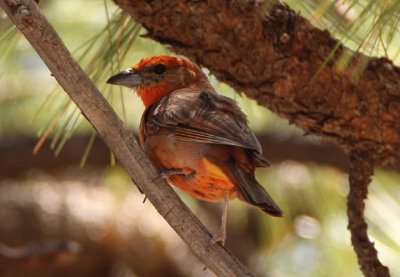 Hepatic Tanager; male