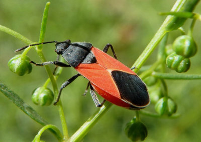 Melanopleurus belfragei; Seed Bug species