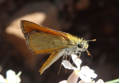 Oarisma edwardsii; Edward's Skipperling