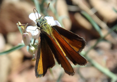 Oarisma edwardsii; Edward's Skipperling