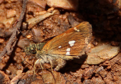 Piruna polingii; Four-spotted Skipperling