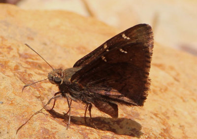 Thorybes pylades; Northern Cloudywing