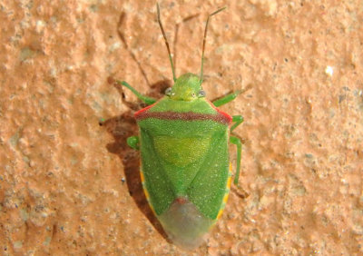 Thyanta custator; Red-shouldered Stink Bug