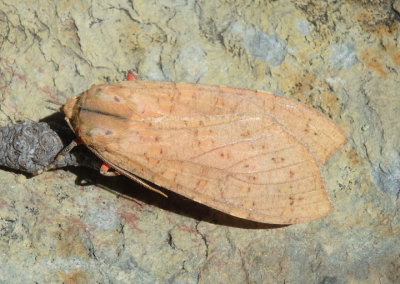 8219 - Apocrisias thaumasta; Tiger Moth species