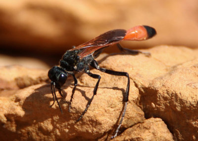 Ammophila placida; Thread-waisted Wasp species