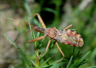 Acholla ampliata; Assassin Bug species