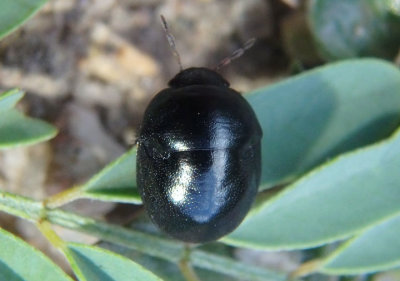 Galgupha Ebony Bug species