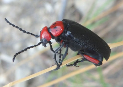 Lytta deserticola; Blister Beetle species