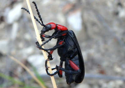 Lytta deserticola; Blister Beetle species