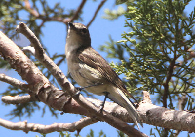 Plumbeous Vireo