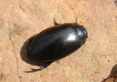 Rhantus atricolor; Predaceous Diving Beetle species