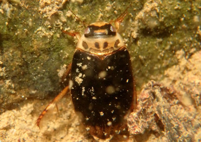 Rhantus gutticollis; Predaceous Diving Beetle species