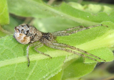 Tmarus Crab Spider species