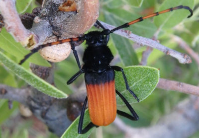 Tragidion deceptum; Long-horned Beetle species; female