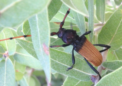 Tragidion deceptum; Long-horned Beetle species; male