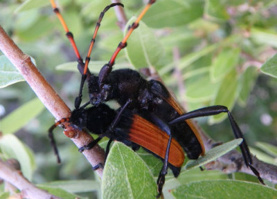 Tragidion deceptum; Long-horned Beetle species pair