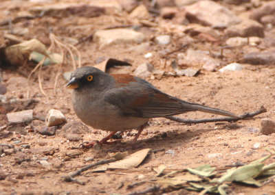 Yellow-eyed Junco