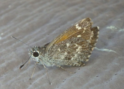 Amblyscirtes cassus; Cassus Roadside-Skipper