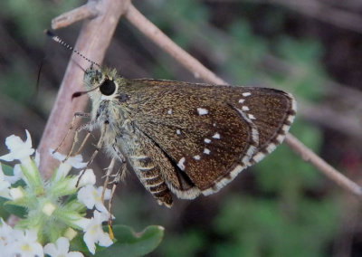 Amblyscirtes eos; Dotted Roadside-Skipper