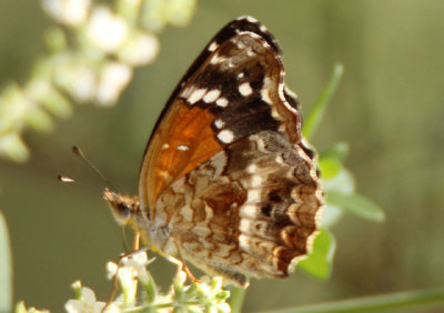 Anthanassa texana; Texan Crescent